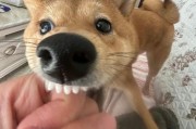 柴犬天赋技能搭配攻略（发挥柴犬潜力，掌握技能组合的关键）