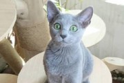 蓝猫出装教学攻略视频大全（了解蓝猫出装教学攻略，掌握胜利的关键技巧）
